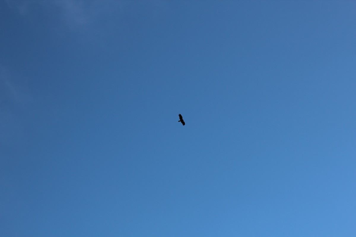 Turkey Vulture - ML612666920