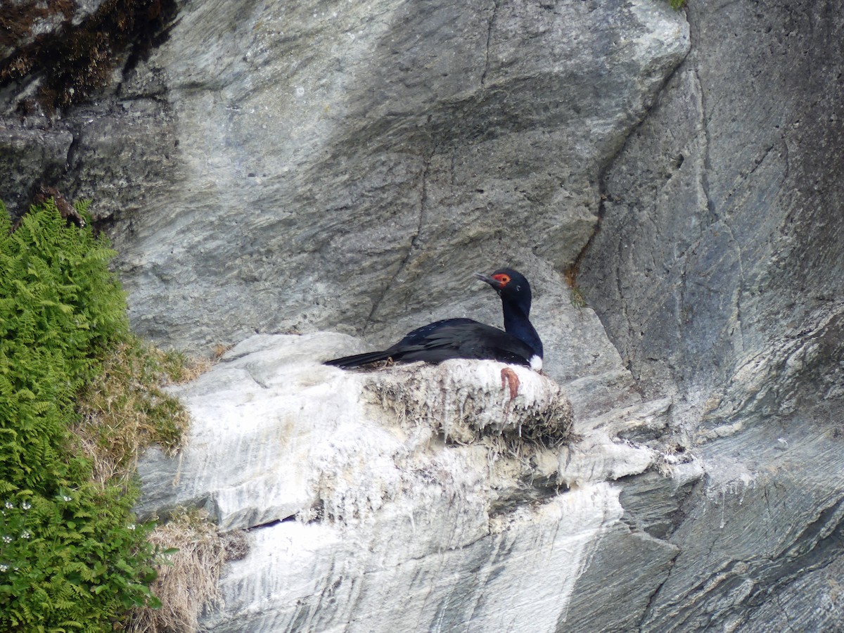 Magellanic Cormorant - ML612666922