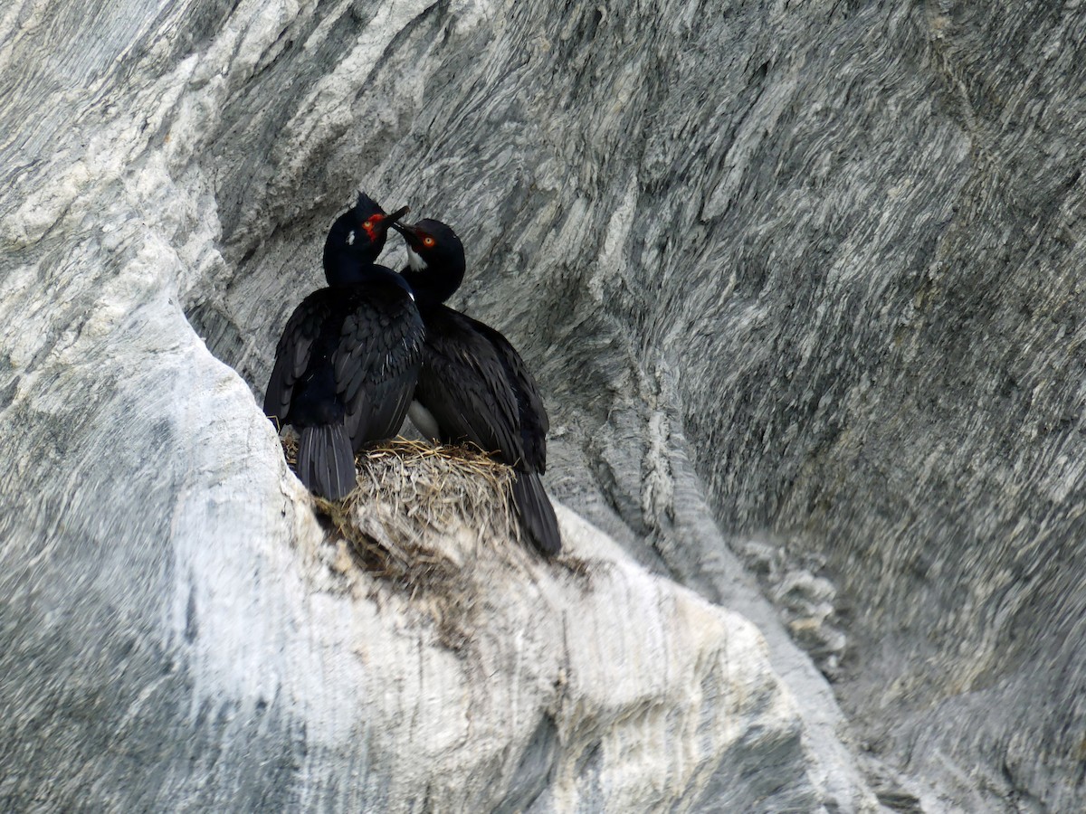 Magellanic Cormorant - ML612666923