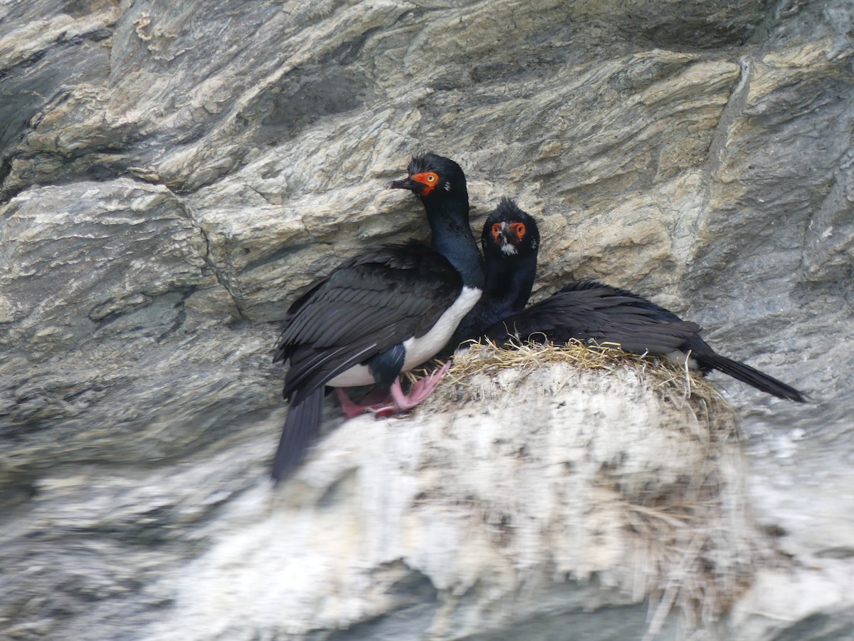 Magellanic Cormorant - ML612666924