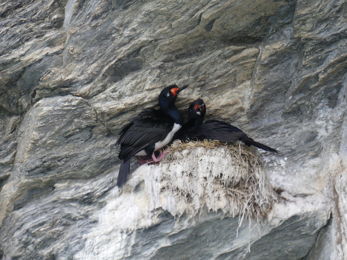 Magellanic Cormorant - ML612666925