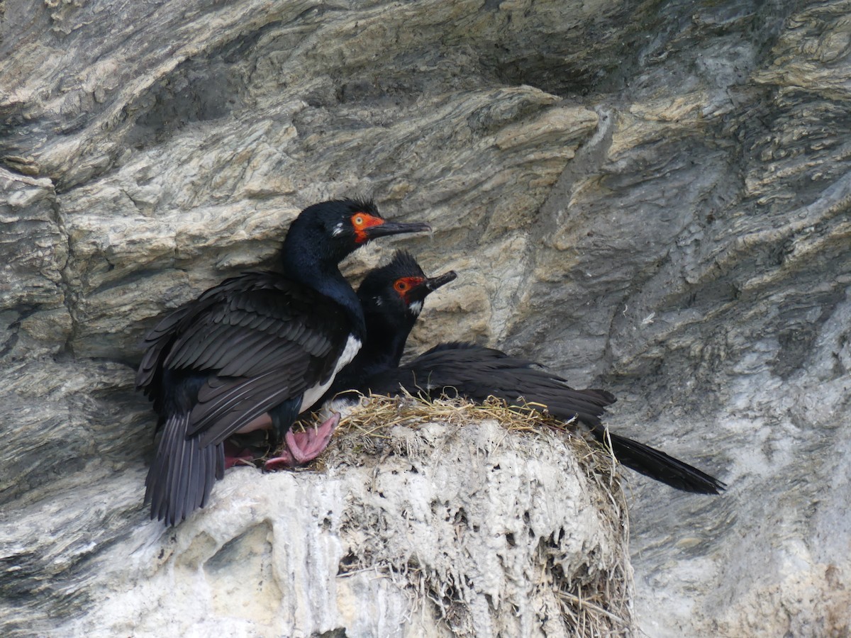 Magellanic Cormorant - ML612666926