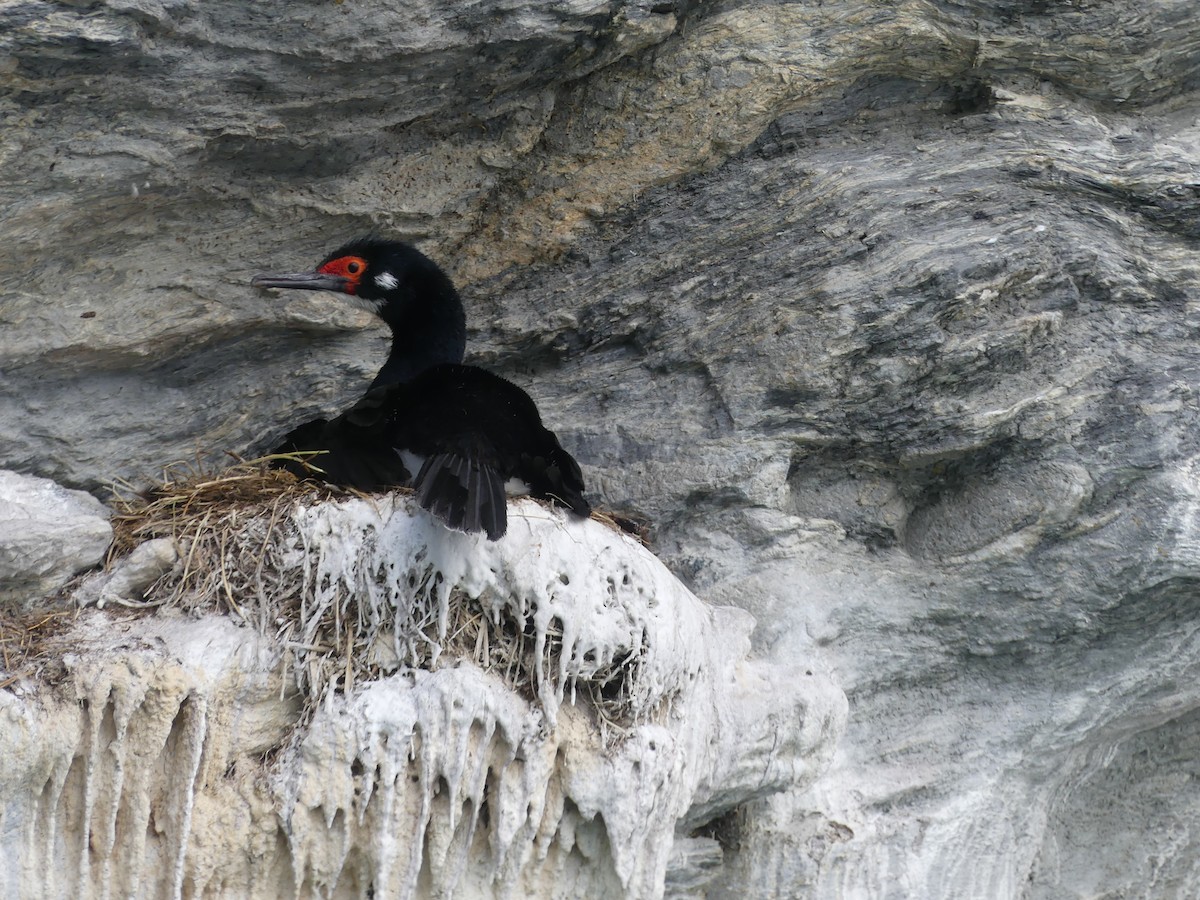 Magellanic Cormorant - ML612666927