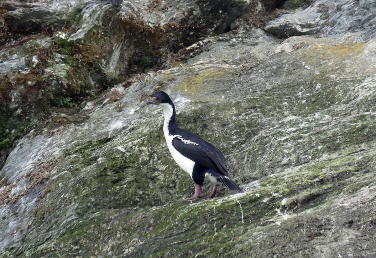 Imperial Cormorant - ML612666936