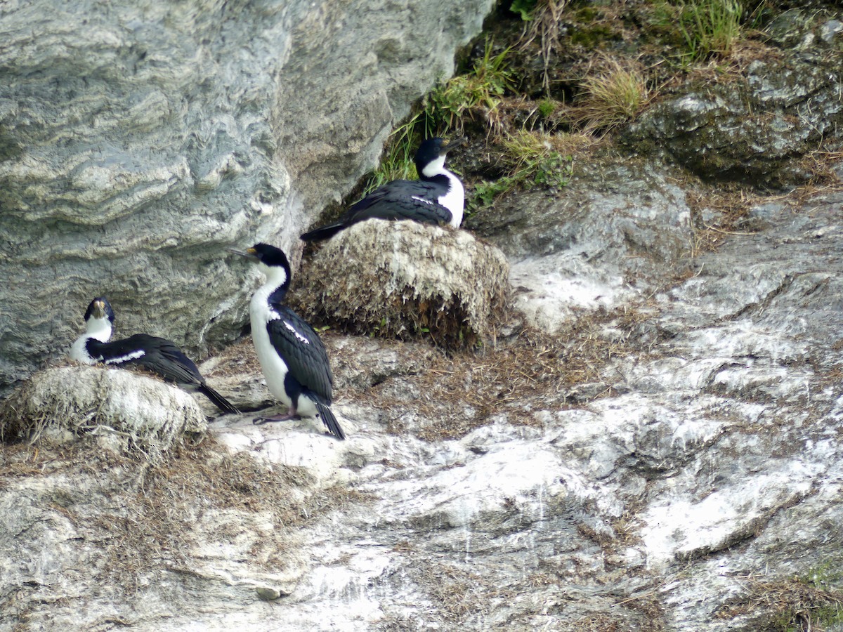Imperial Cormorant - ML612666937