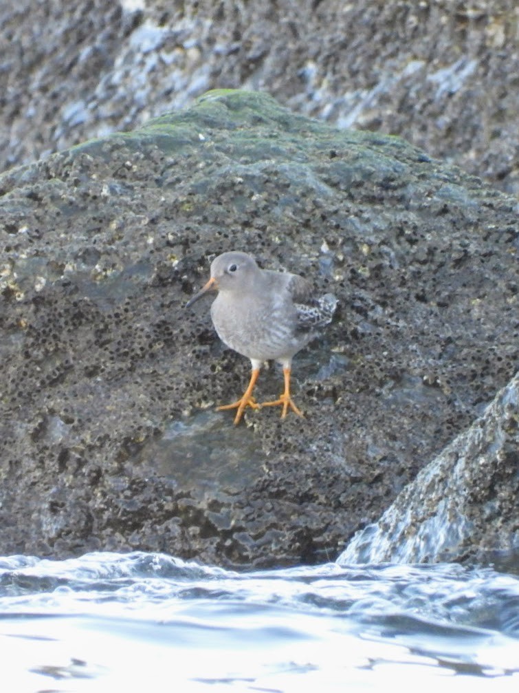 Purple Sandpiper - Kitty Anderson