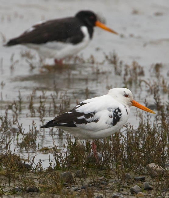 Eurasian Oystercatcher - ML612666979