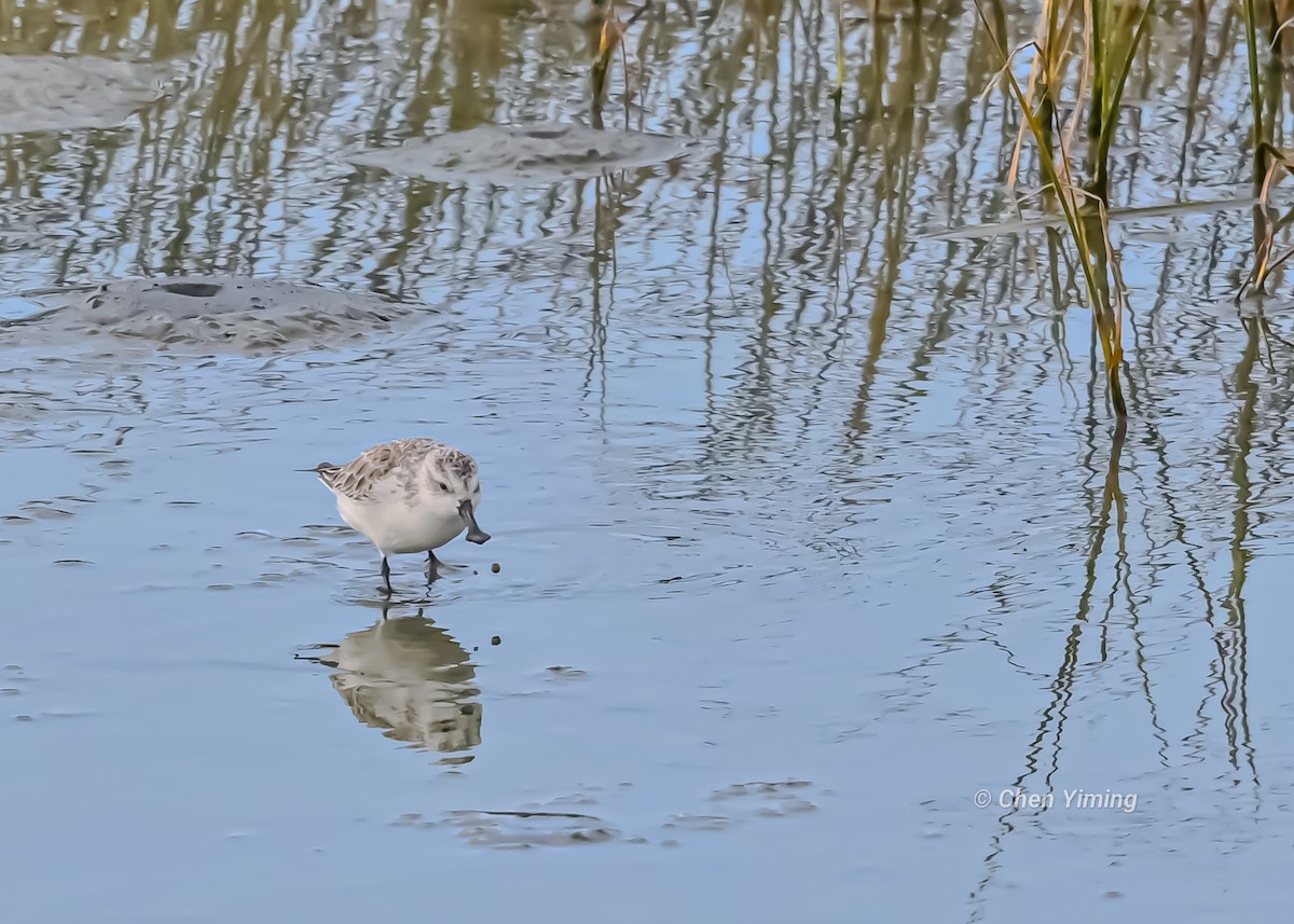 Spoon-billed Sandpiper - ML612667048
