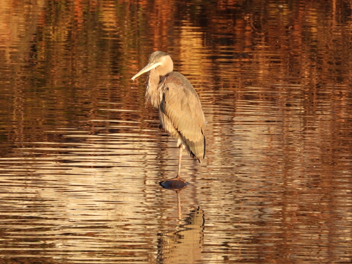 Great Blue Heron - ML612667158