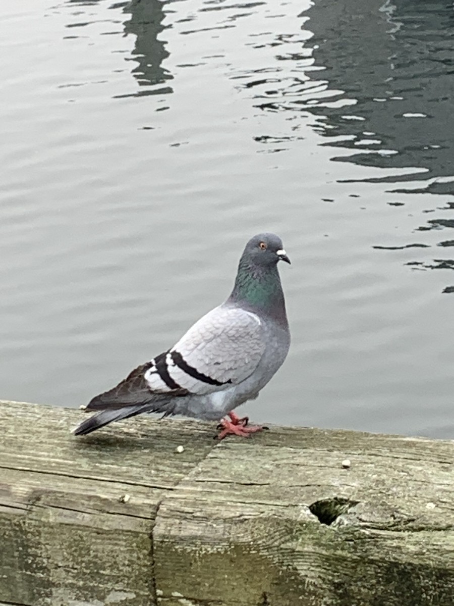 Rock Pigeon (Feral Pigeon) - ML612667166