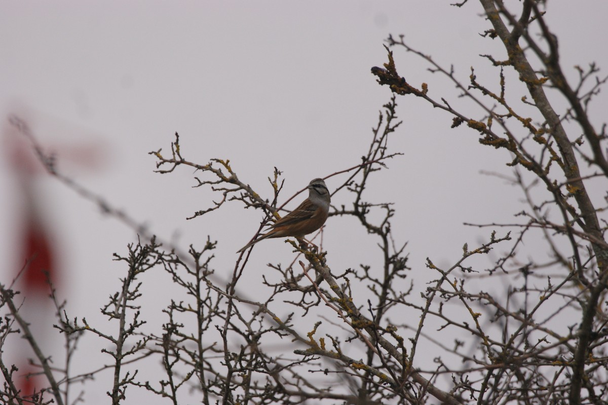 Rock Bunting - ML612667184