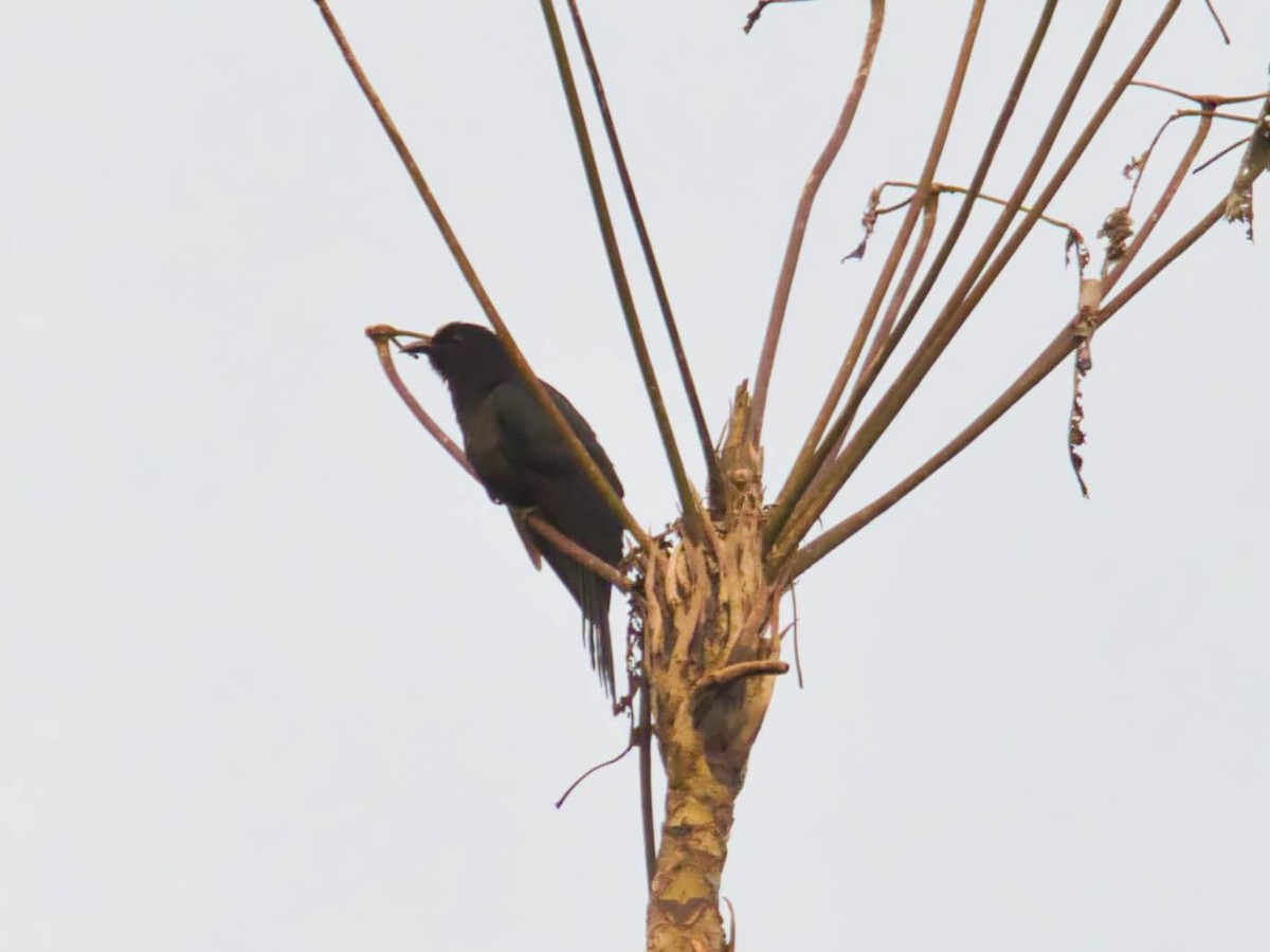 White-crowned Cuckoo - ML612667243