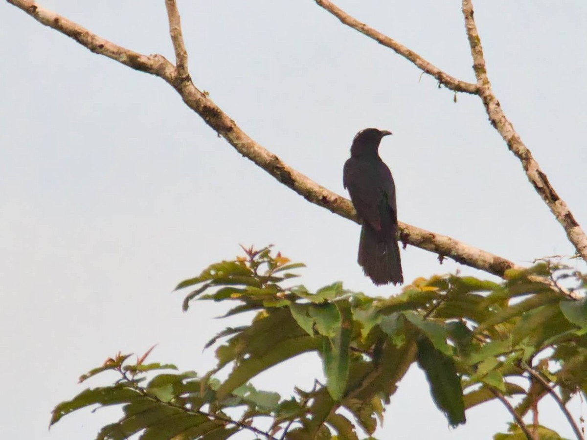 White-crowned Cuckoo - Eric Carpenter