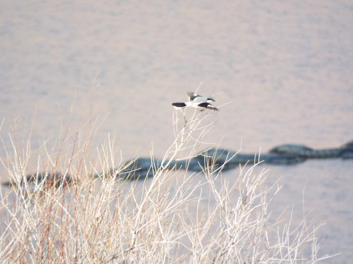 Loggerhead Shrike - ML612667324