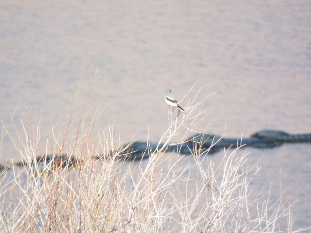 Loggerhead Shrike - ML612667326