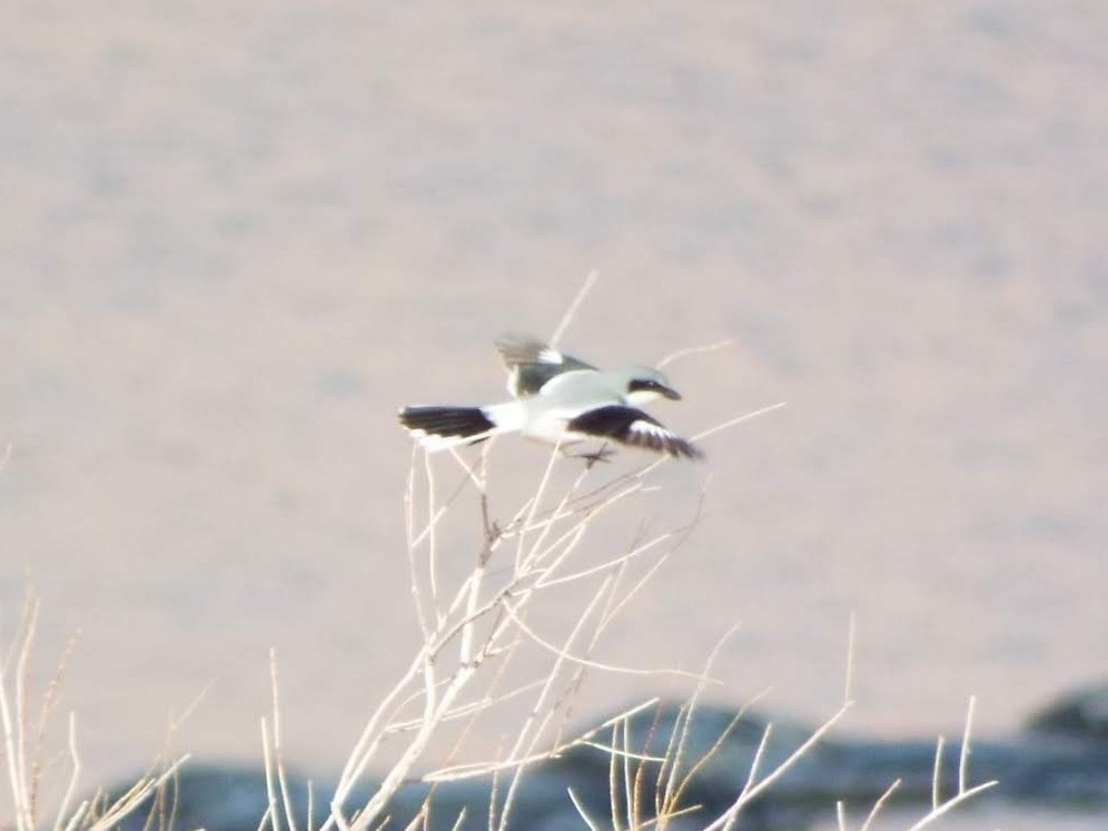 Loggerhead Shrike - ML612667327