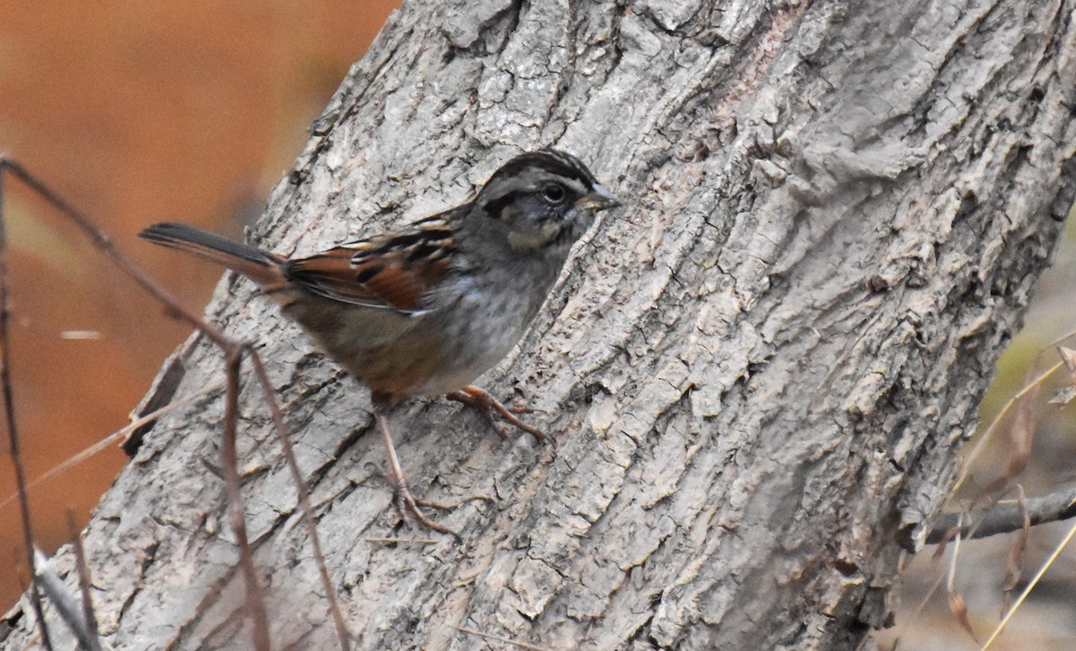 Swamp Sparrow - ML612667330