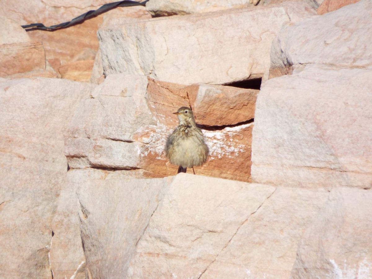 American Pipit - ML612667340