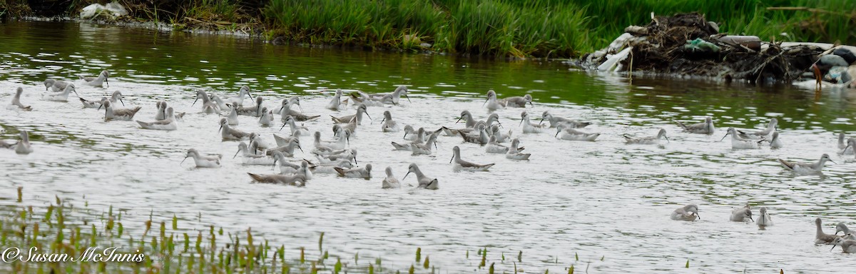 Wilson's Phalarope - ML612667373