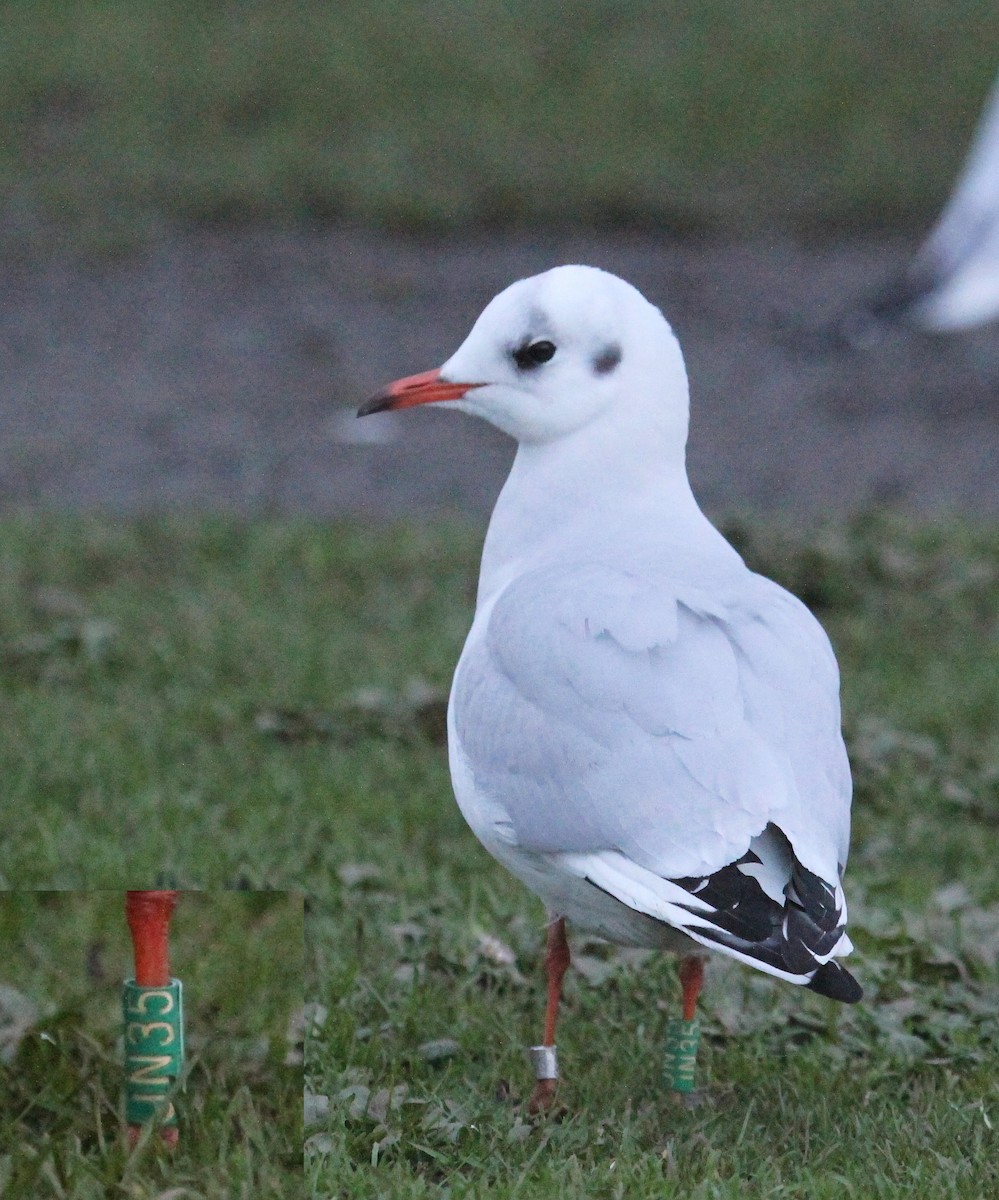 Black-headed Gull - ML612667399