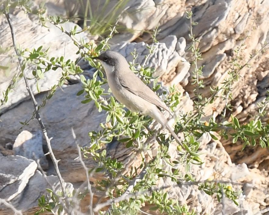 Lesser Whitethroat - ML612667415