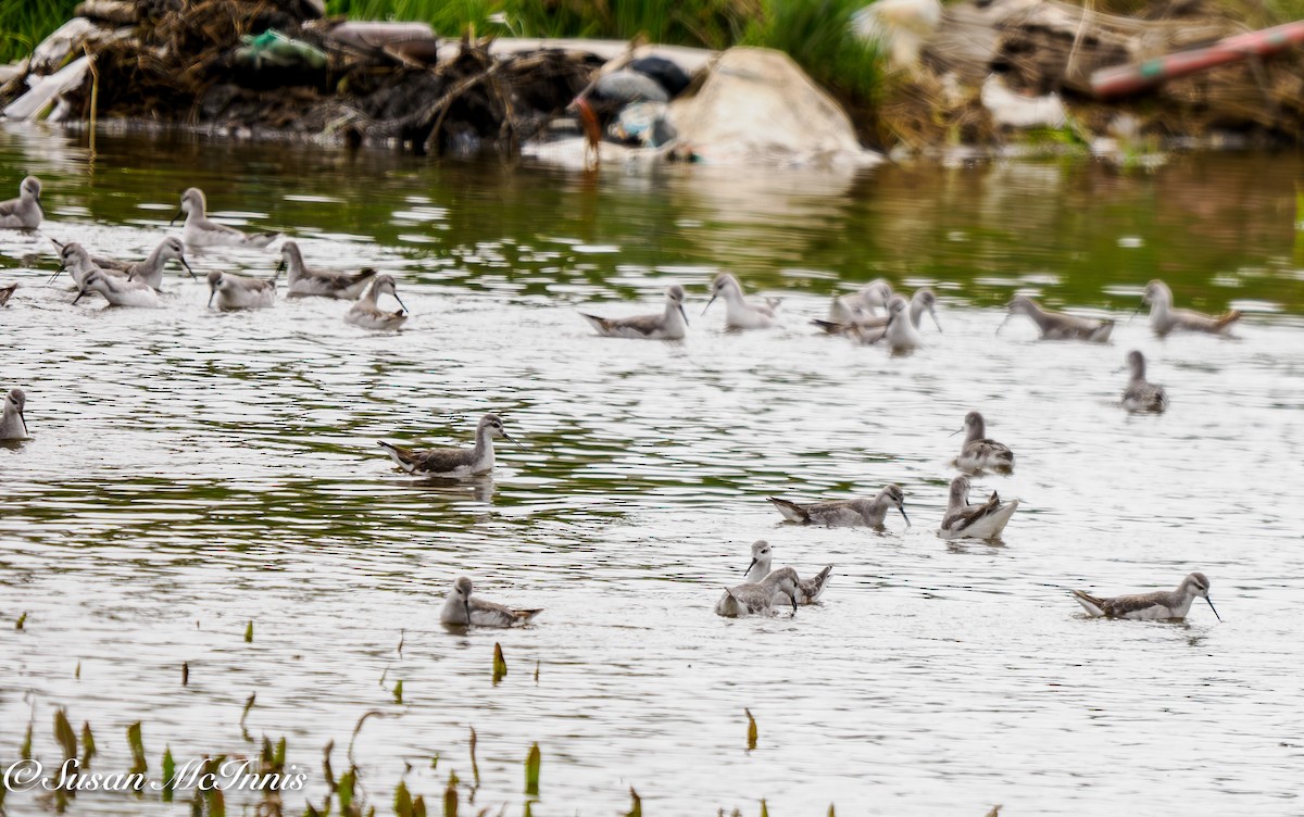 Wilson's Phalarope - ML612667419