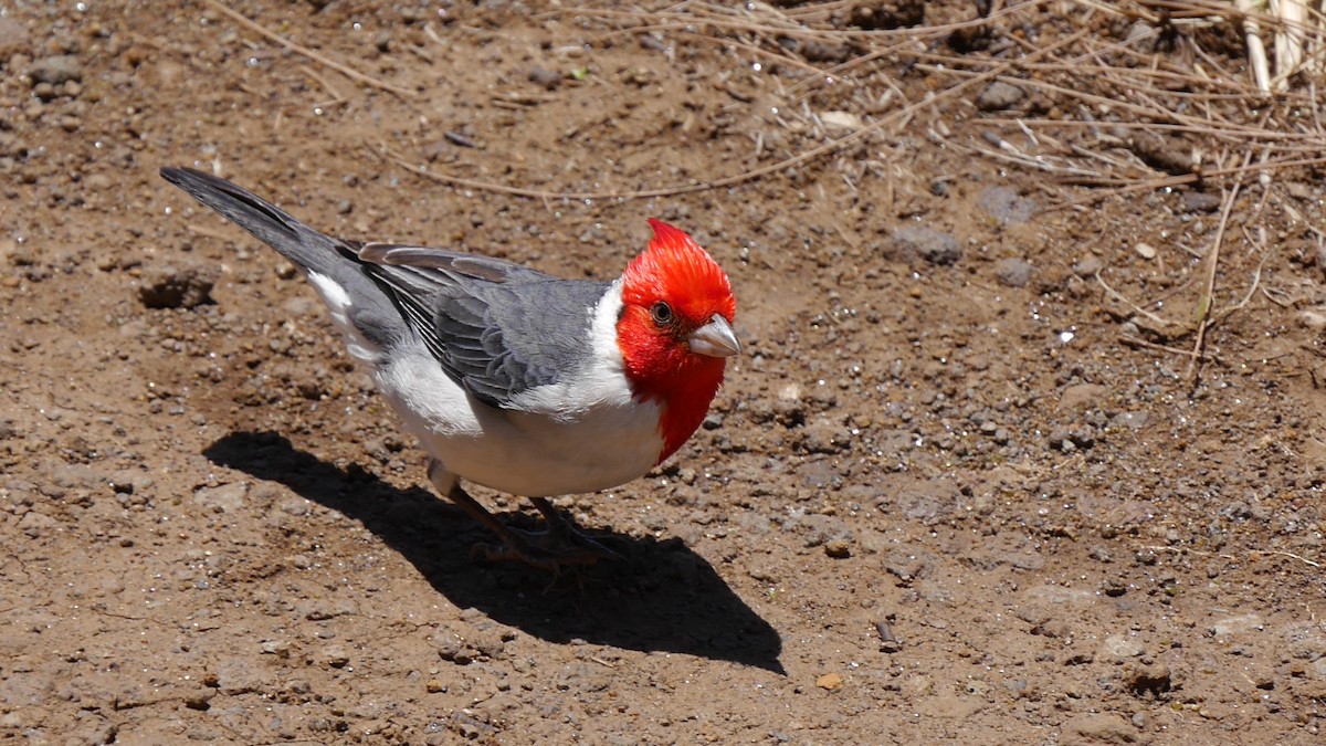Red-crested Cardinal - ML612667526