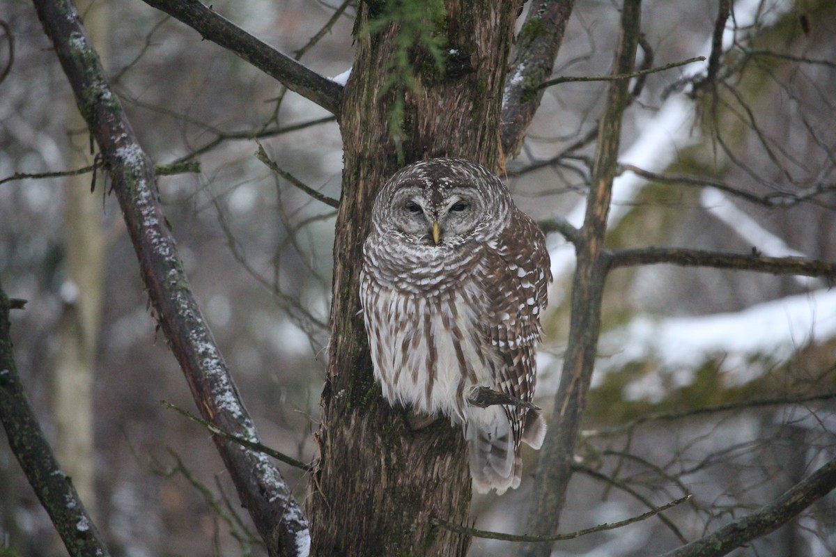 Barred Owl - ML612667570