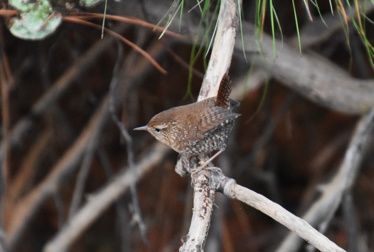 Winter Wren - ML612667619