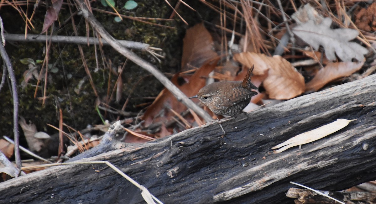 Winter Wren - ML612667620