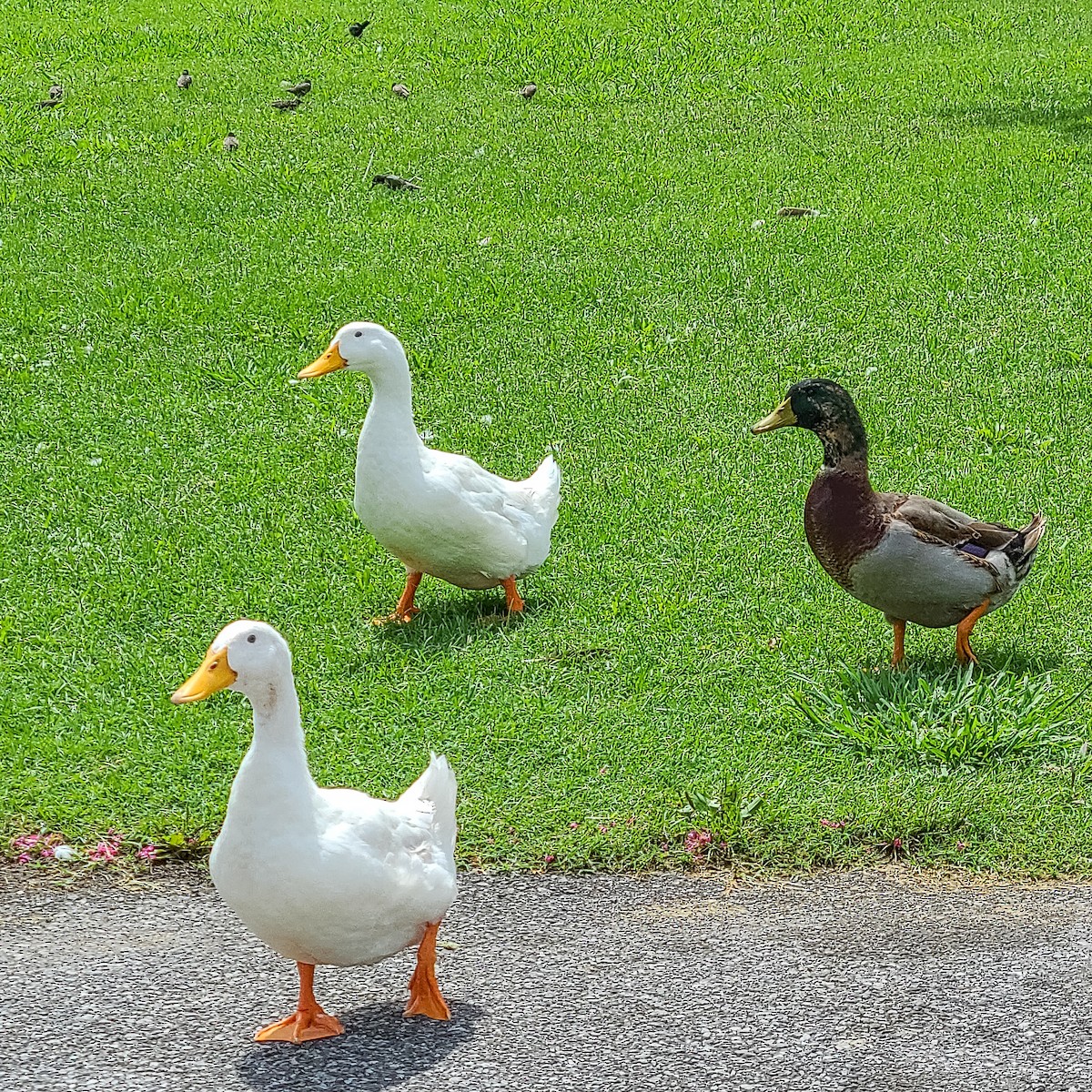 Mallard (Domestic type) - ML612667771