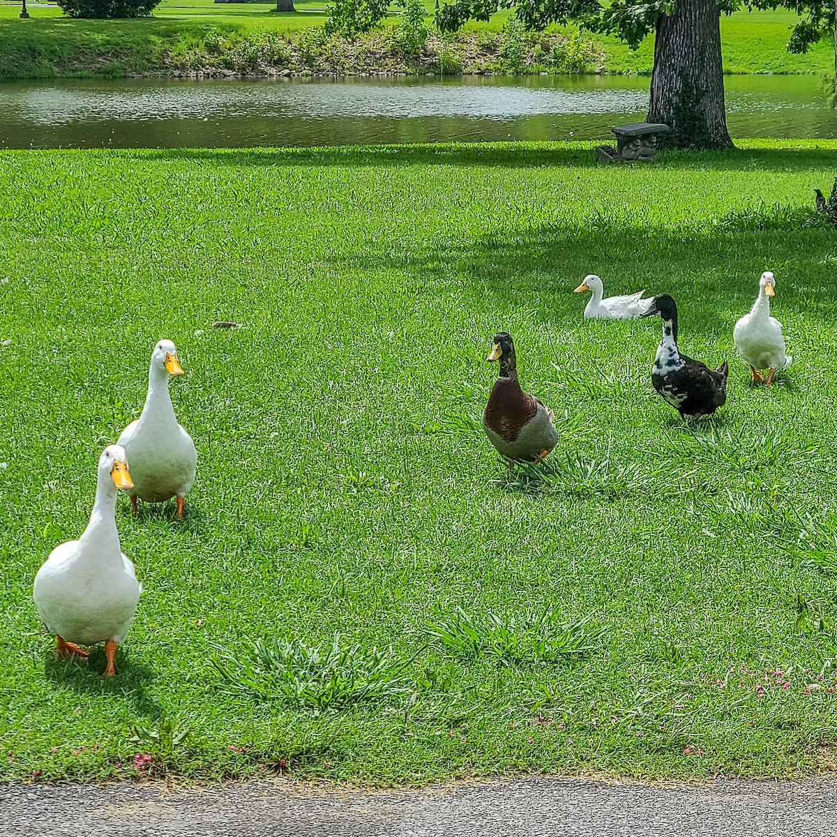 Mallard (Domestic type) - ML612667773