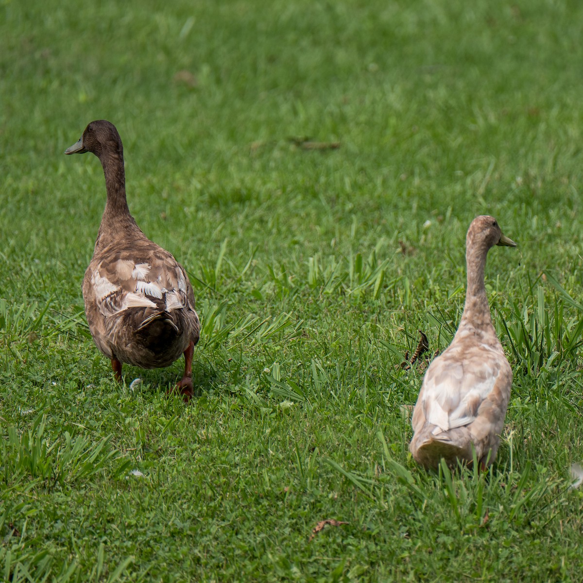 Mallard (Domestic type) - ML612667786