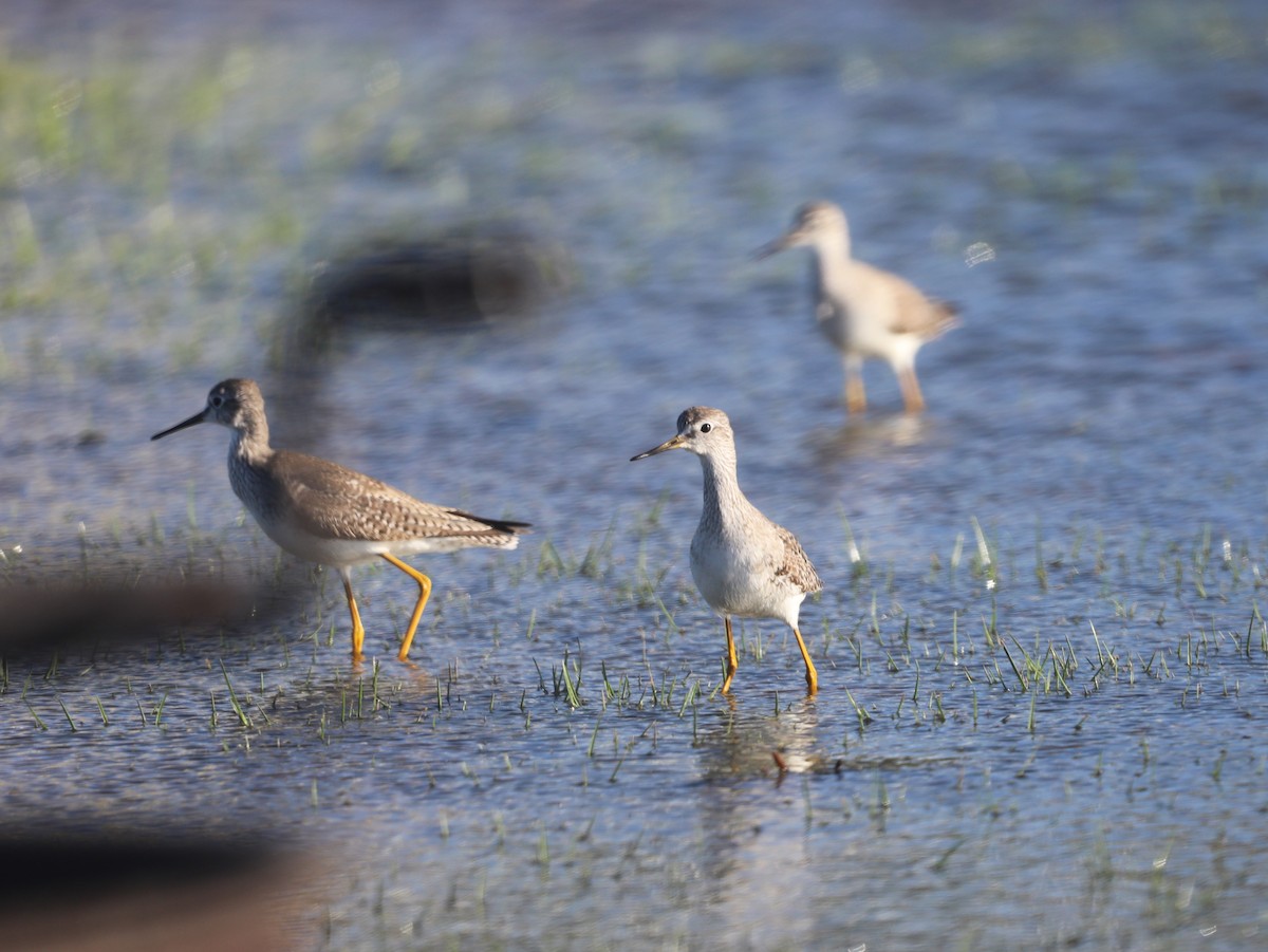 Lesser Yellowlegs - ML612667792