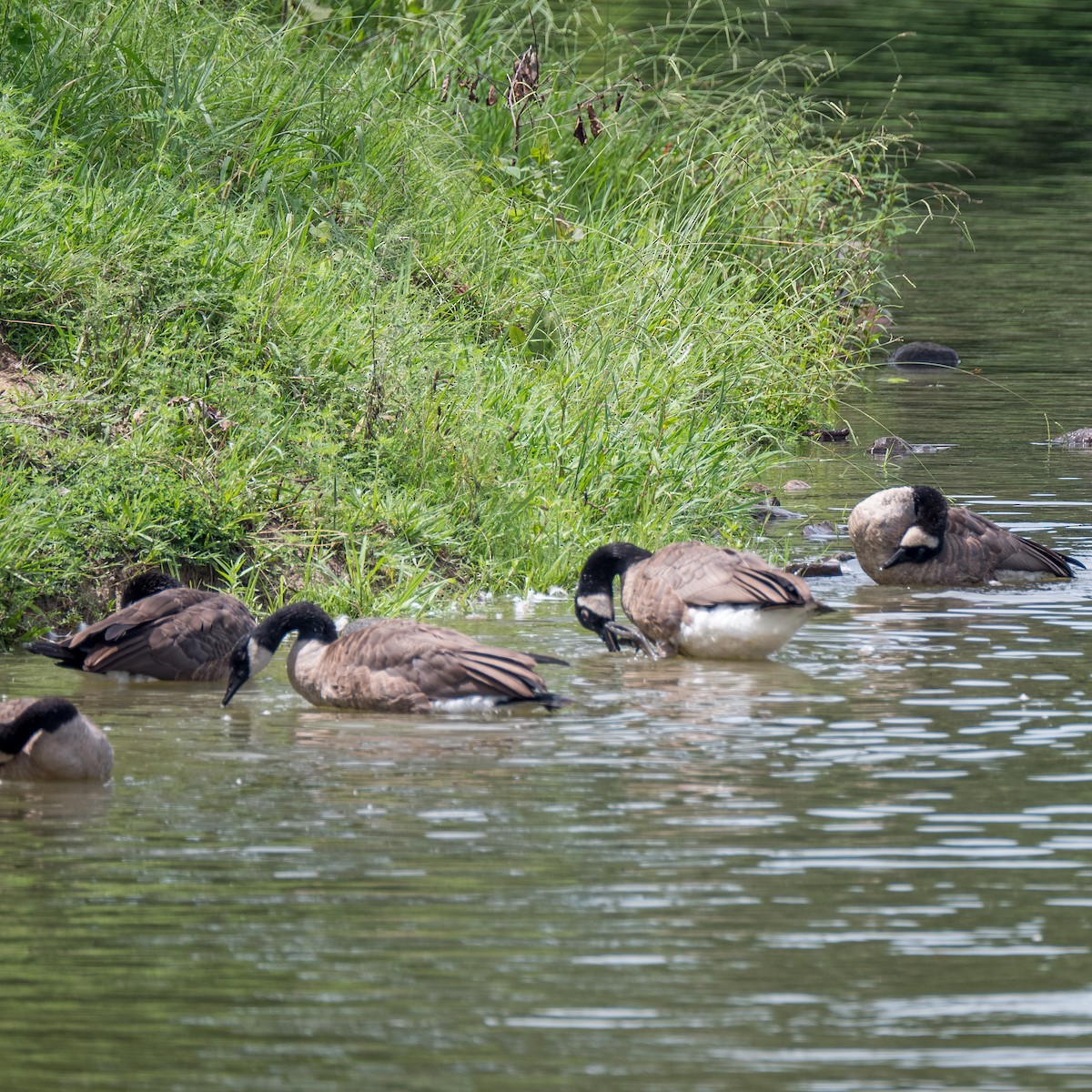 Canada Goose - ML612667803