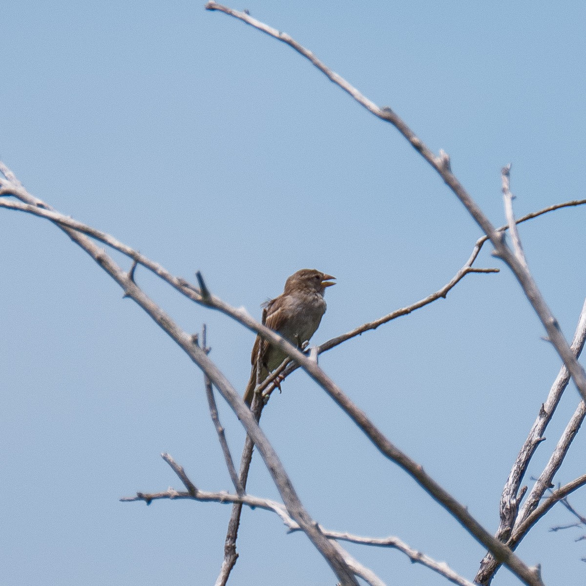 House Sparrow - ML612667814