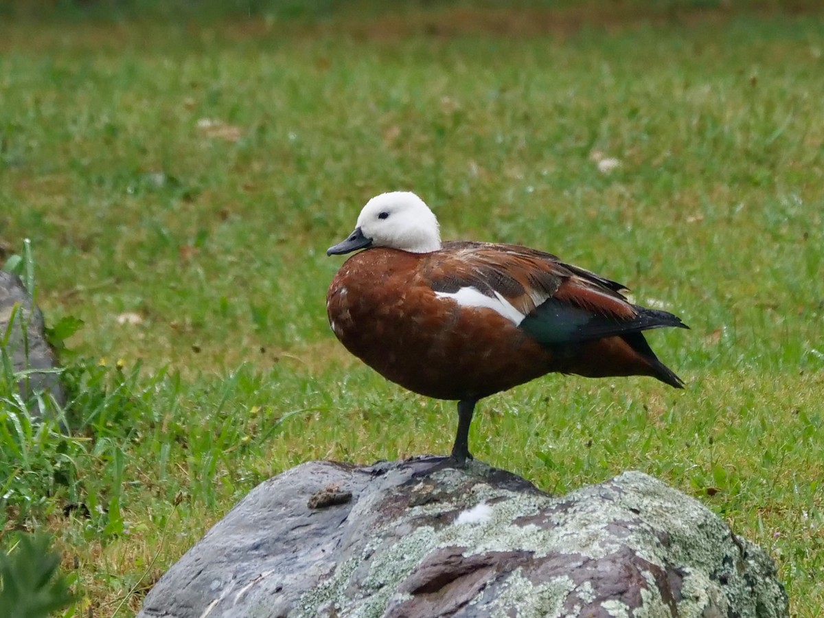 Paradise Shelduck - ML612667825