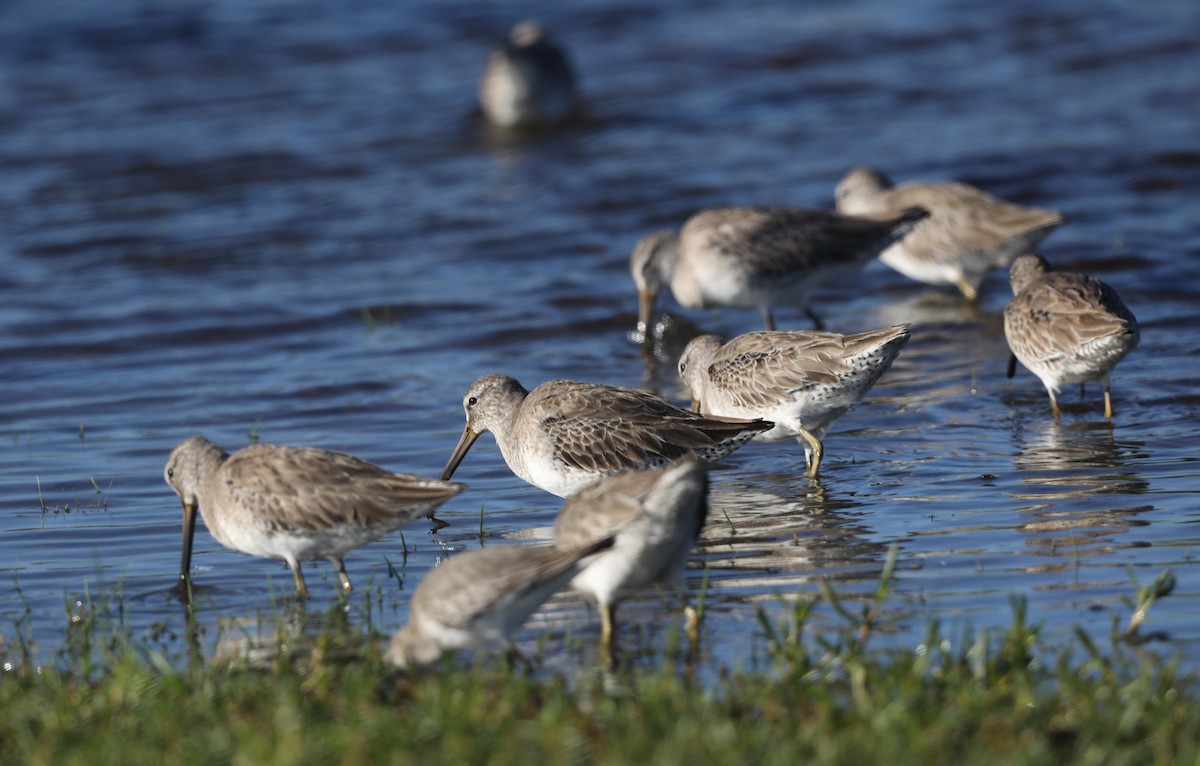 Long-billed Dowitcher - ML612667832