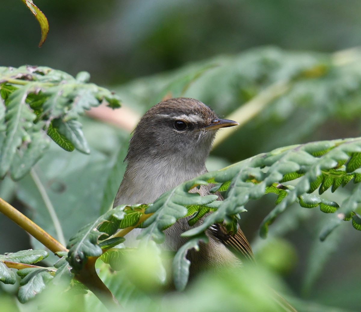 Aberrant Bush Warbler (Sunda) - ML612667837