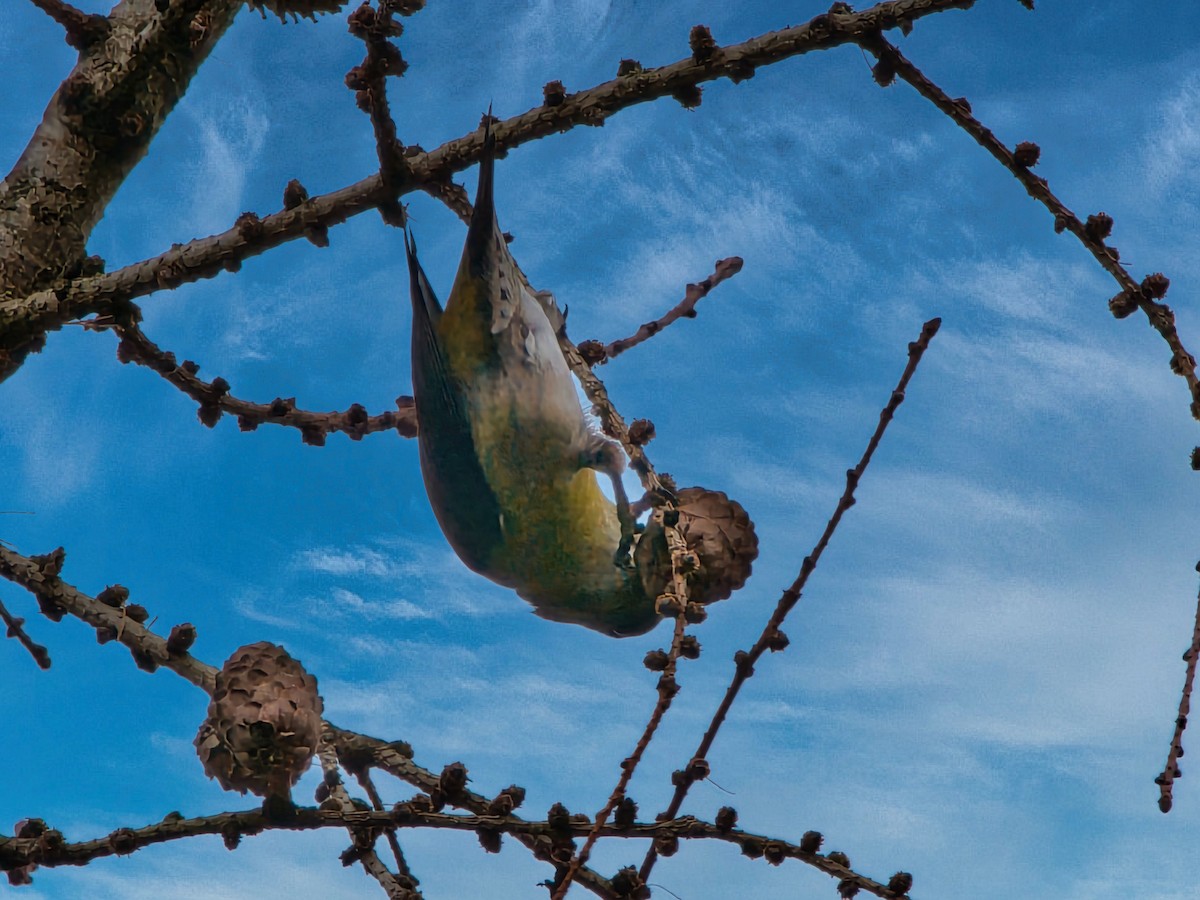 Red Crossbill - David & Dawn Harris