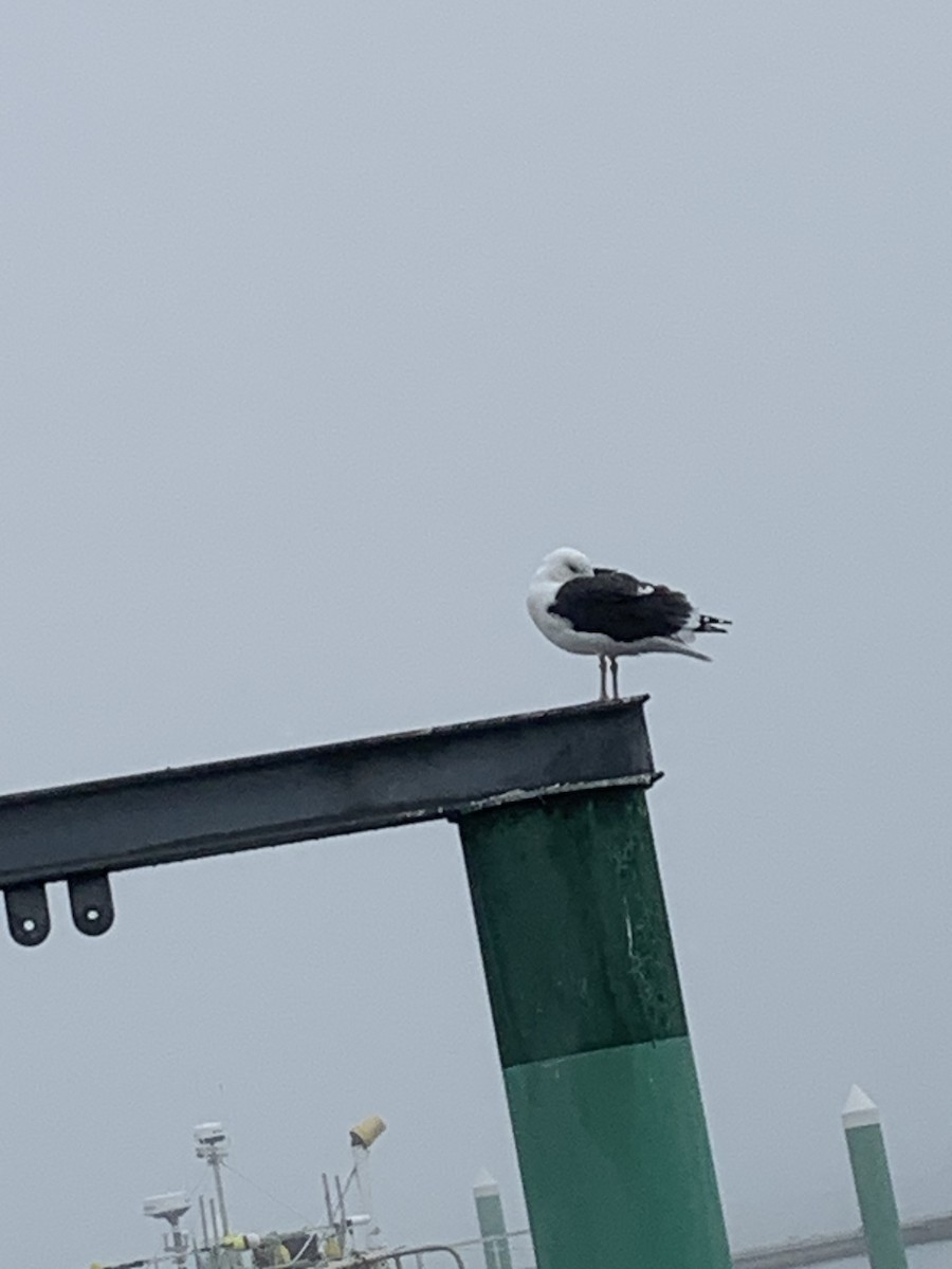 Great Black-backed Gull - ML612667927