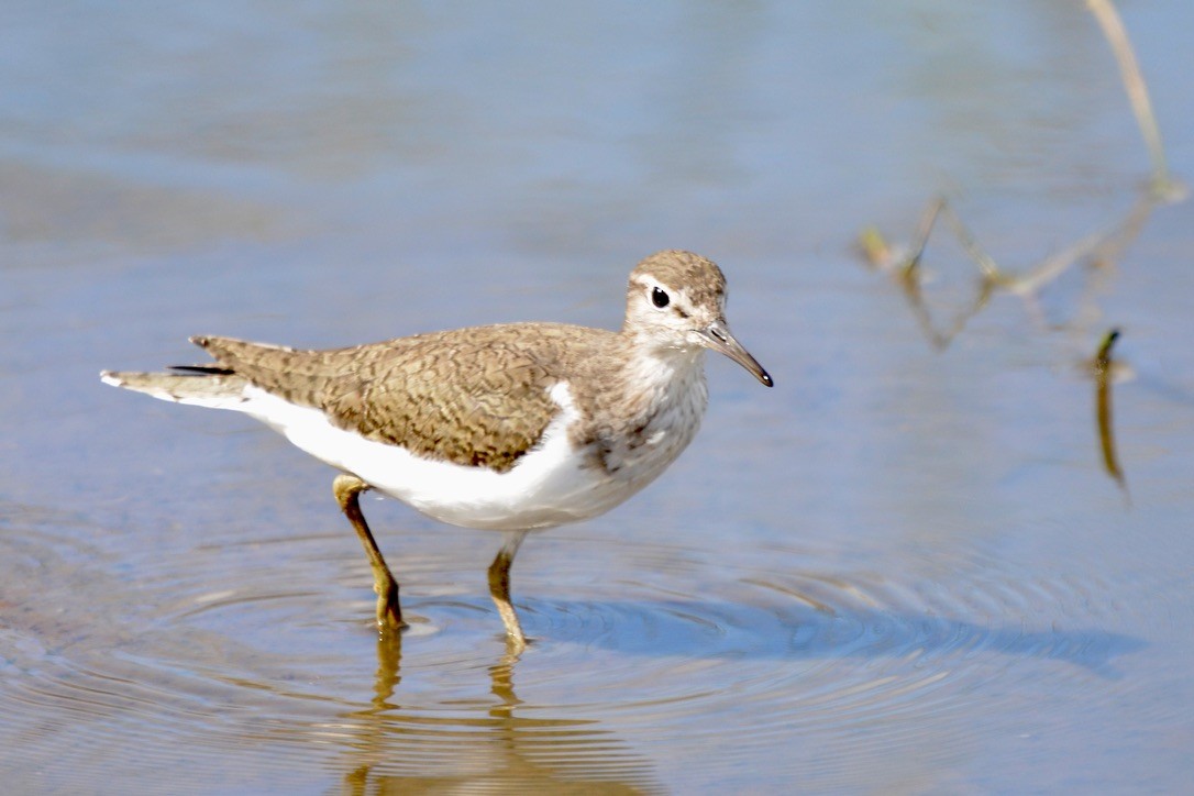 Common Sandpiper - ML612667938