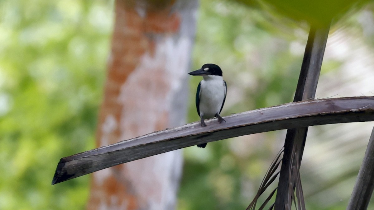 Melanesian Kingfisher - Claudi Racionero