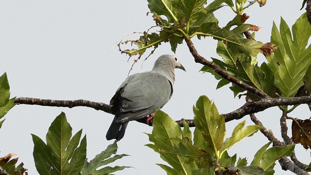 Island Imperial-Pigeon - Claudi Racionero