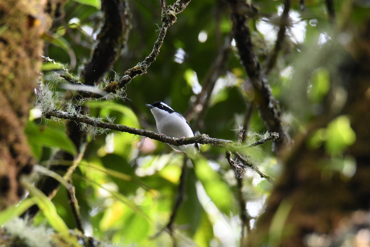 Pied Shrike-Babbler - John Cooper