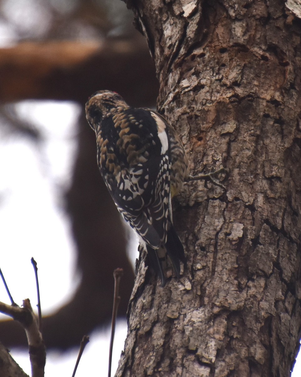 Yellow-bellied Sapsucker - ML612668011