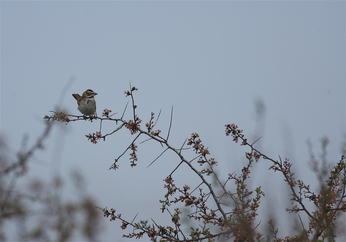 Lark Sparrow - ML612668070