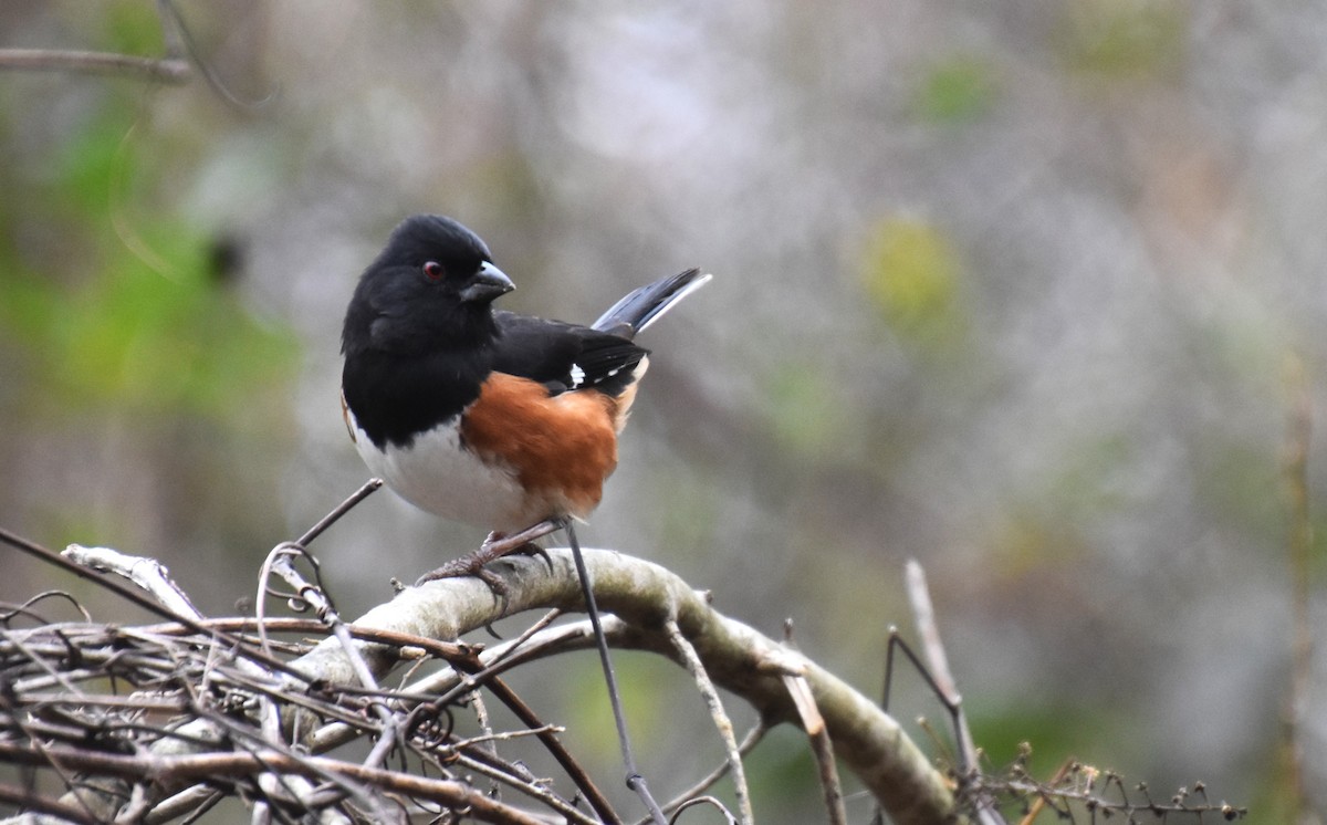 Eastern Towhee - ML612668092