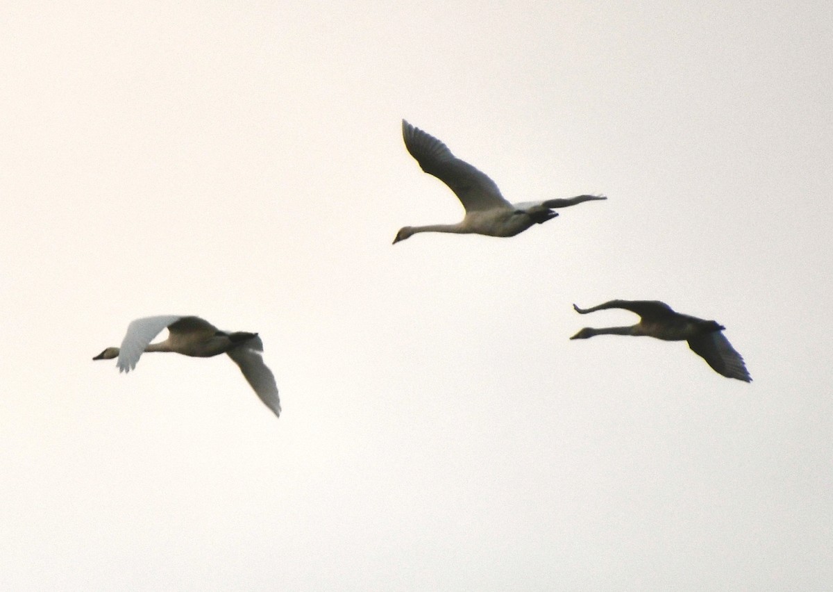 Trumpeter Swan - ML612668145