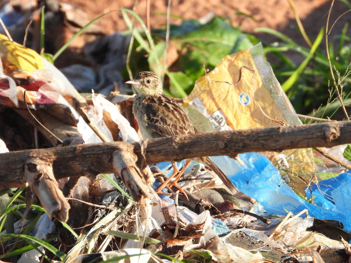 Yellowish Pipit - ML612668170